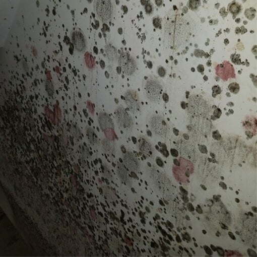 Mold Growth