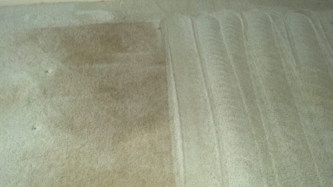 How to Remove Cat Urine From Carpet