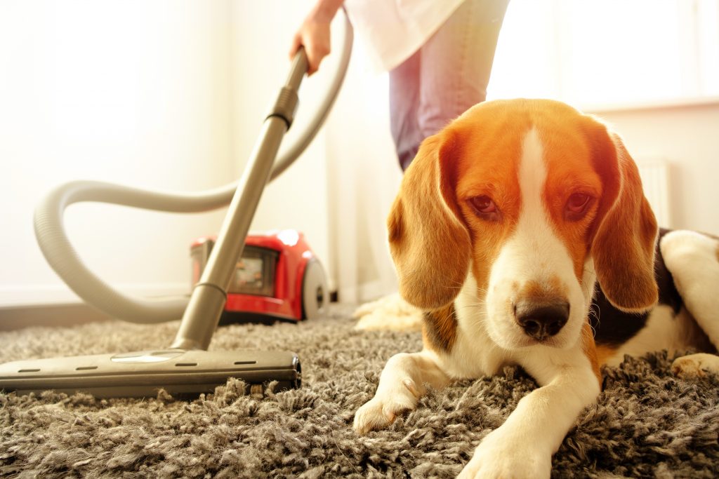How to Get Rid of Pee Smell in Carpet