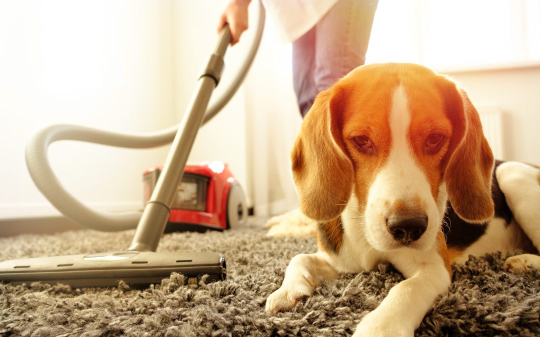 Girl vacuuming with a dog