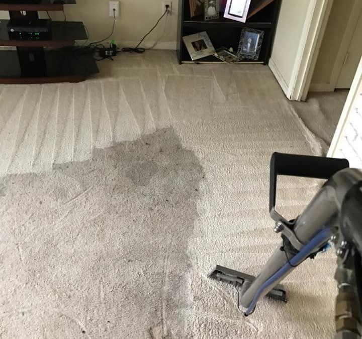 Carpet Odor Removal