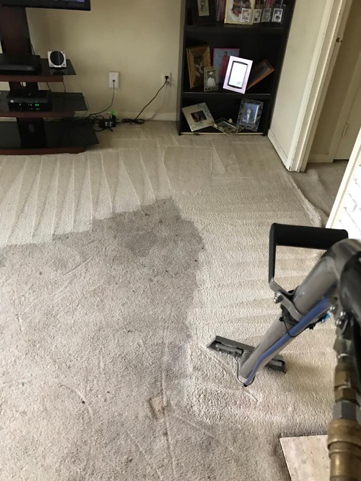 Carpet Odor Removal 
