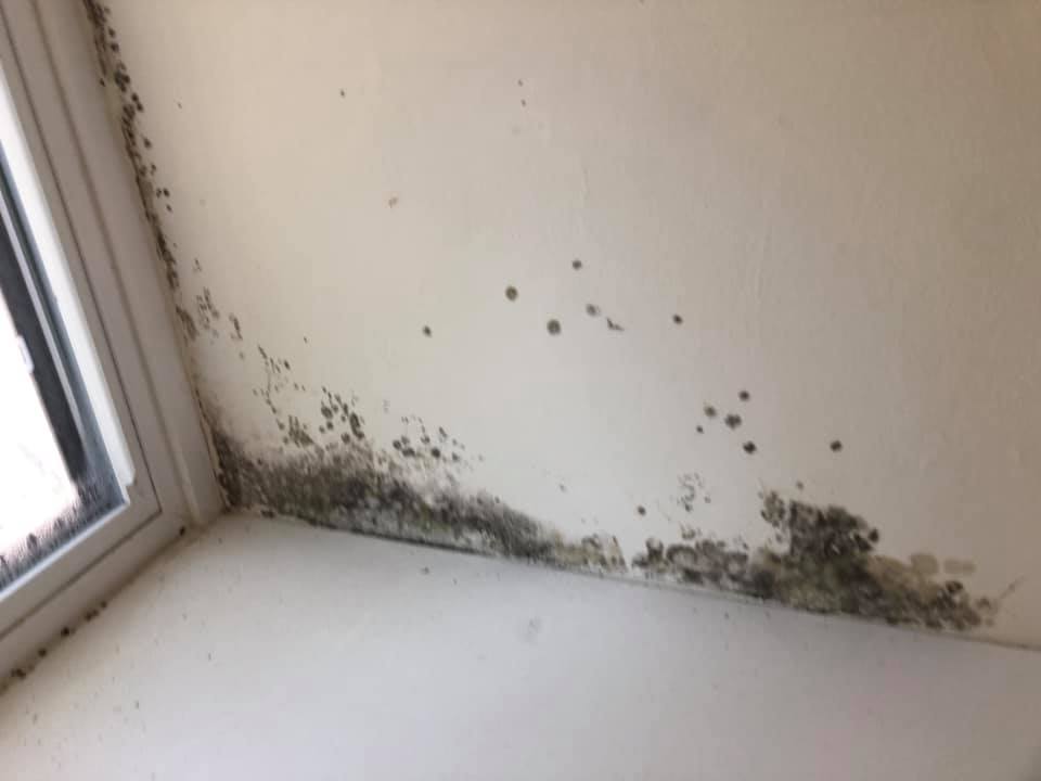 Removal Mold